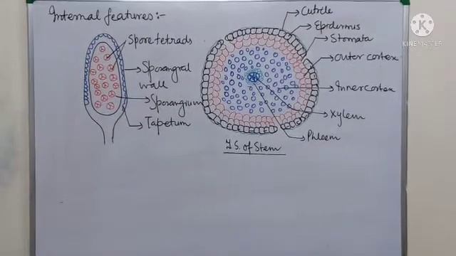B.Sc/ Rhynia A fossil pteridophyte смотреть онлайн