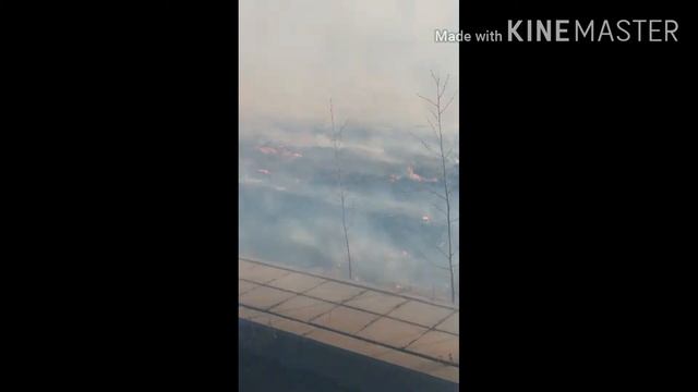 Гарить лес в санкт-петербурге м. Ребацкое смотреть онлайн