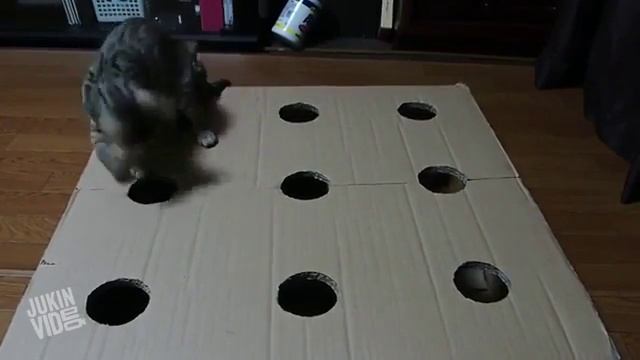 Игривые коты