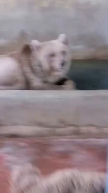 الدب الآسيوي смотреть онлайн