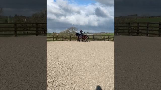 Birdy (German riding pony x Welsh) смотреть онлайн