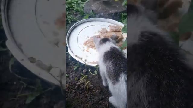 Малыши и взрослые кошки