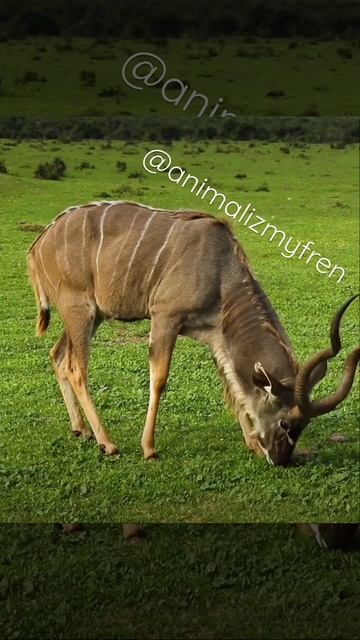 Greater Kudu African Antelope смотреть онлайн