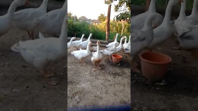 Гуси атакуют смотреть онлайн