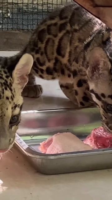 Clouded Leopard eating Food смотреть онлайн