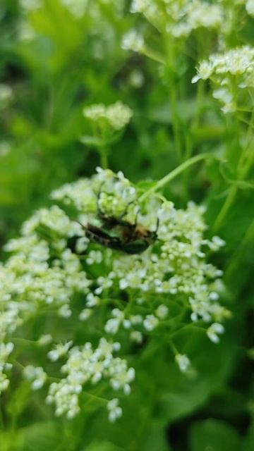 Бронзовка золотистая