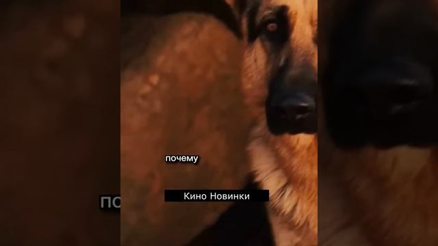 На собак напали пантеры😳 #кино #фильм