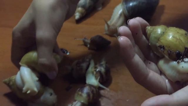 Коллекция моих улиток🐌/первое видео 😉/Snails Life смотреть онлайн