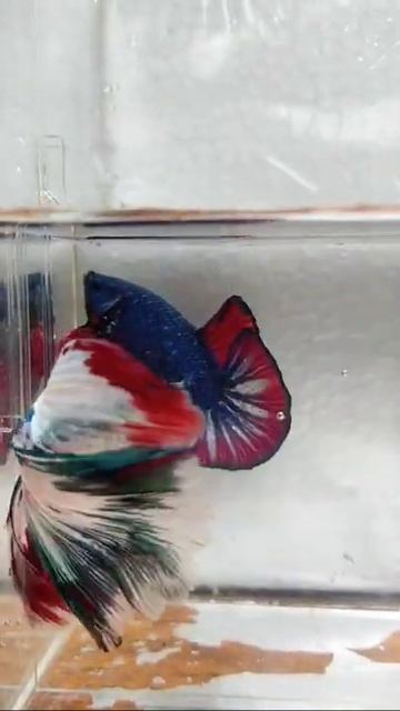 #ROUND TAIL BETTA #PLAKAT BETTA #DOUBLE TAIL BETTA #COMBTAIL BETTA #DELTA TAIL BETTA #HALFMOON #758