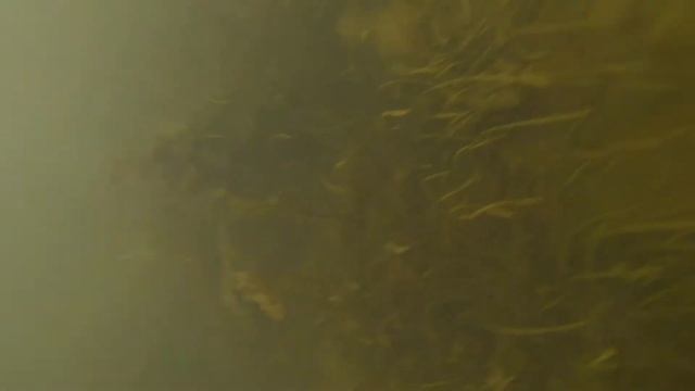 судак кого-то съел и отдыхает