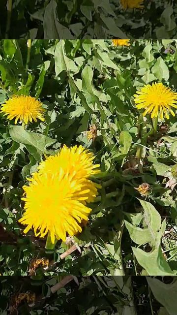 ВЕСНА 2023 ❤ Одуванчики #одуванчики #цветы #весна #счастье #природа #музыка смотреть онлайн