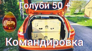 Голуби праздничная командировка