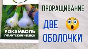 Рокамболь. Гигантский чеснок. Проращивание.