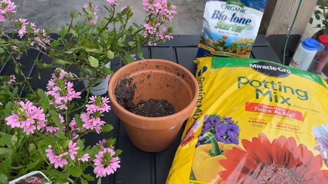How to Create a Living Fence Using Clematis and Scaevola смотреть онлайн