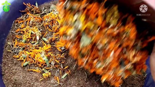 How To Grow Marigold Plant.How to grow marigolds from dried flowers& seeds at home. смотреть онлайн