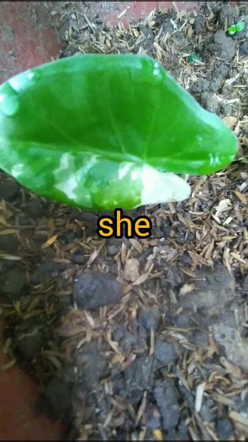 No Matter How Small, This Variegated Alocasia Produces A Baby / No Human Intervention #shorts