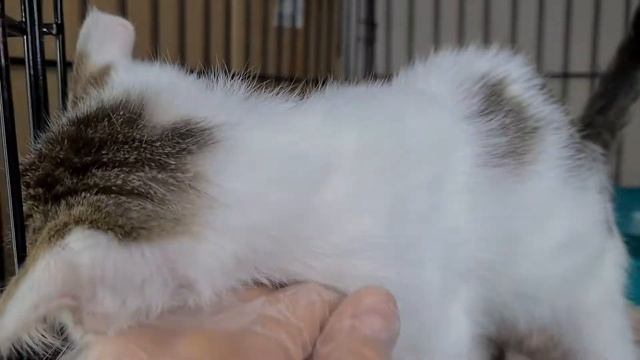 Трогательный Мусье смотреть онлайн