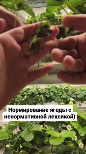 Нормирования цветоносная клубники смотреть онлайн