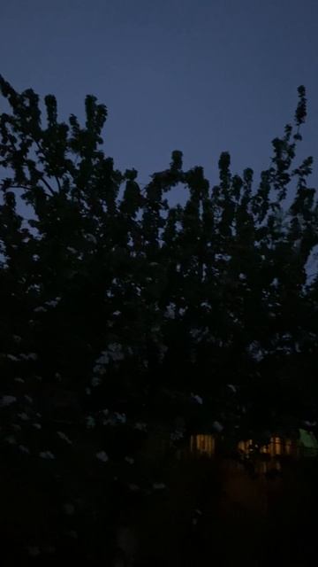 20-04-2025 #зяблик #весна #пасха