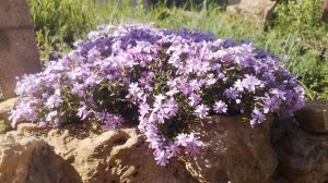 Цветение крымского дворика 20 апреля