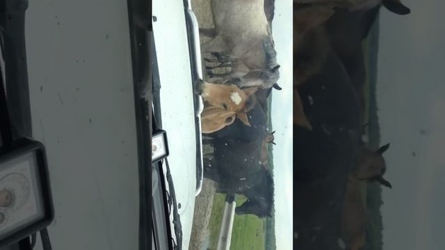 Кони нападают смотреть онлайн