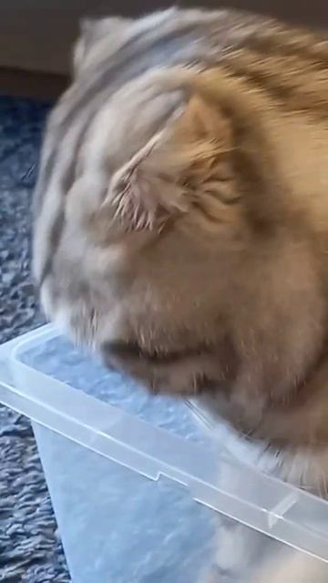 Пончик в коробочке📦