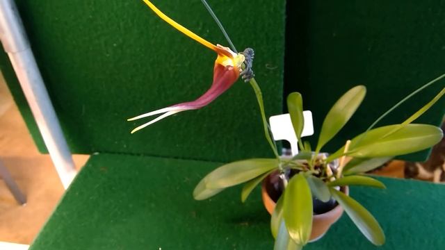 Orchid Msd. Imposter