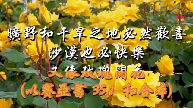 改进版赞美诗歌沙仑玫瑰啊祢让我沉醉基督教歌曲-视频歌词简谱沙仑玫瑰美丽圣洁又珍贵她在万花丛中香气最美