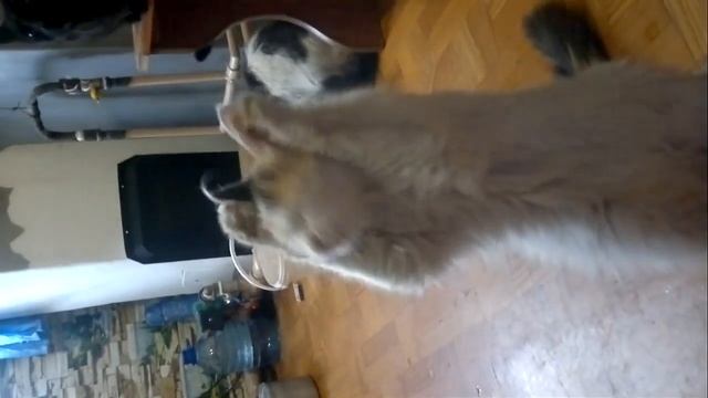 Маркиза просит сырую картошку смотреть онлайн