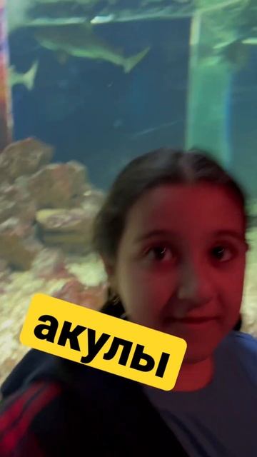 #video #zoo #trend #animal #россия #акулы #океанариум #анапа смотреть онлайн