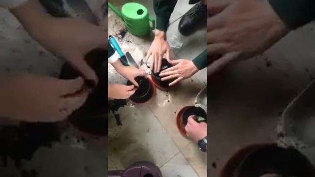 Садово-паркове господарство смотреть онлайн