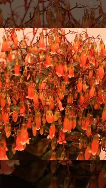Beautiful Flowers of Kalanchoe смотреть онлайн