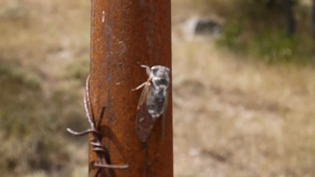 Цикада смотреть онлайн