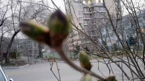 Сирень на низком старте - цветочные почки уже окрашены