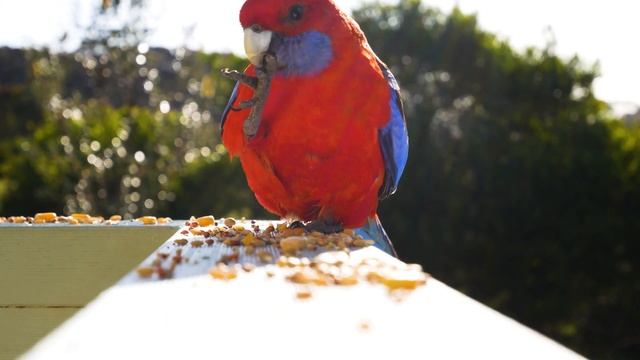 PARROT RATING GRAIN🦜Animal in our world🌍 смотреть онлайн