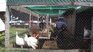 УБОРКА 🧹 В ИНДЮШАТНИКЕ🦃 ИЛИ ПОЛТОННЫ ПОМЕТА 💩  ЗА МЕСЯЦ❗️