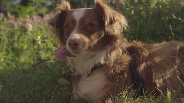 "ШРЕК" На Гитаре смотреть онлайн