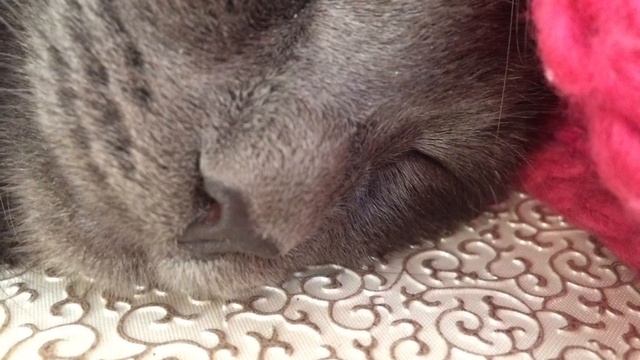 Василий мой кот смотреть онлайн