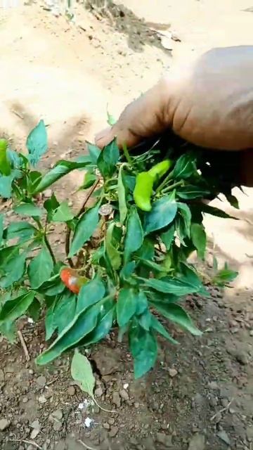 chilli plant in my kitchen garden #shorts смотреть онлайн