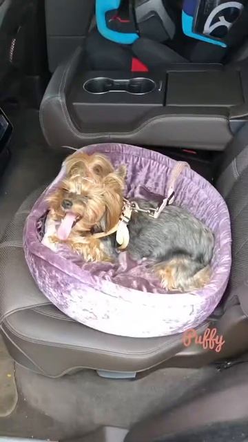 Ремень безопасности для собак