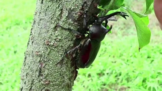 장수풍뎅이 수컷(Allomyrina dichotoma) 「공중부양하는 장수풍뎅이」 смотреть онлайн