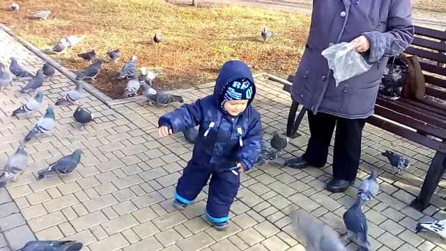 Малыш гоняет голубей 2015