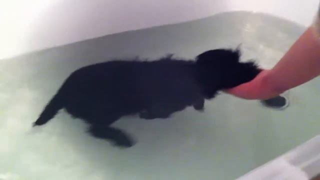 Фея инфузория туфелька смотреть онлайн