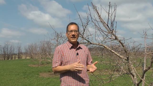 Apple Scab Disease Management Considerations At Green Tip