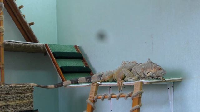 Кивина вздрагивает смотреть онлайн