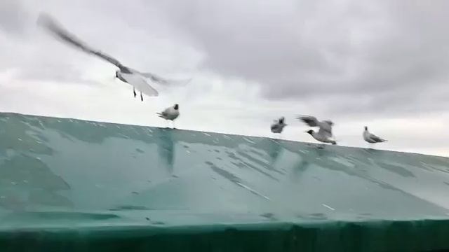 чайка укусила Меня за палец смотреть онлайн