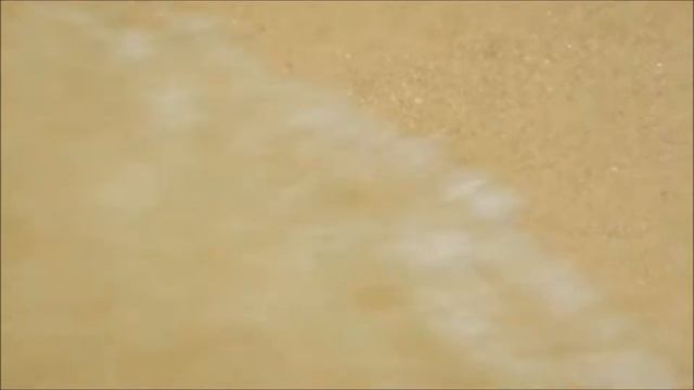 Donax variabilis Bivalve, filo molusca Itaipú, Niterói RJ смотреть онлайн