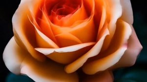 С ДНЕМ ВЛЮБЛЁННЫХ! ЗАМЕЧАТЕЛЬНЫЙ СБОРНИК ПЕСЕН О ЛЮБВИ .