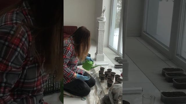 🐞Органический огород. Посев огурцов и помидоров на рассаду. Подготовка почвосмеси.Ч.2 смотреть онлайн