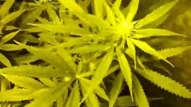 1200 watt grow tent happy b-day buddy!! смотреть онлайн